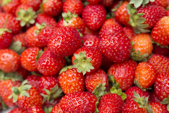 Organic Strawberries - Fragaria