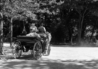 Naklejka premium A horse-drawn carriage in the english garden in Munich