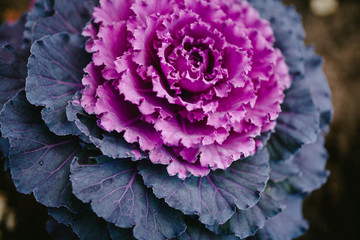 Decorative purple cabbage