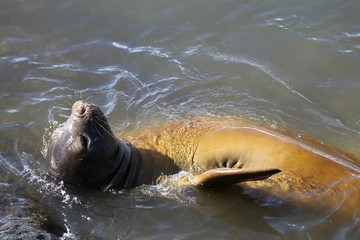 Happy seal