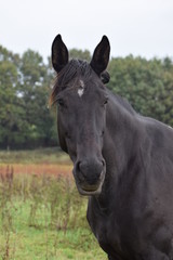 Fototapeta na wymiar Dark horse animal portrait