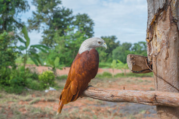 Hawk, Hawk eyes, red wing color hawk, Brahminy Kite is Flying Predators and powerful hawk that use to control other bird in farmer, biological control