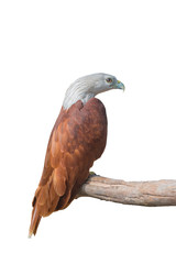 Isolated Brahminy kite or Red-backed sea-eagle (Haliastur indus) on white background. Red hawk on white.