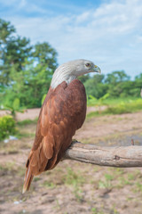 Hawk, Hawk eyes, red wing color hawk, Brahminy Kite is Flying Predators and powerful hawk that use to control other bird in farmer, biological control