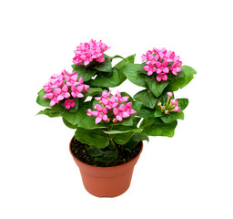 Bouvardia indoor plants isolated on a white background