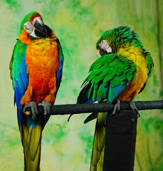 Pretty parrots