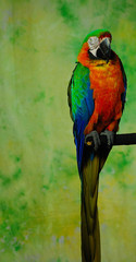 Pretty Parrot