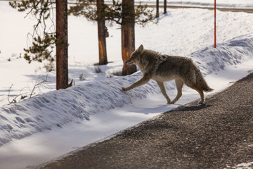 Fototapeta premium A wolf crosses the street in Yellowstone National Park, Wyoming