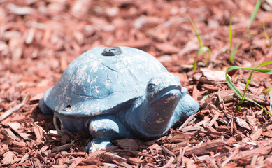 Garden Turtle