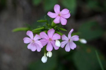 Common Soapwort (Saponaria officinalis)