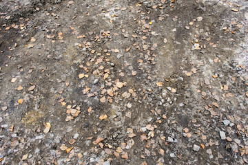 leaves on the ground