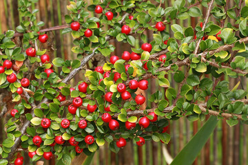 Cotoneaster horizontalis