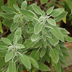 Salvia officinalis