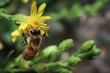 A bee searching for nectar on a yellow flower