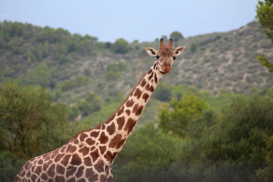 Portrait einer Giraffe