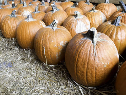 Halloween and Thanksgiving Pumpkins Autumn season, many bright orange at the Farmers Market.