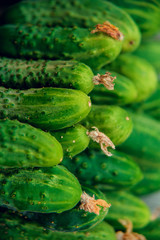 Pile of fresh organic cucumbers on a market