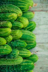a lot of green dirty cucumber on the supermarket shelf