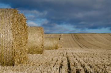 Autumn Hay Bails in early morning sunshine