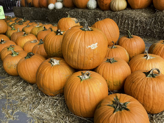 Halloween and Thanksgiving Pumpkins Autumn season, many bright orange at the Farmers Market.