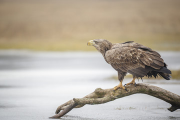Juvenile white tailed sea eagle on a frozen perch