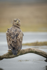 White tailed eagle in Poland