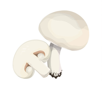 Isolated champignon mushrooms.