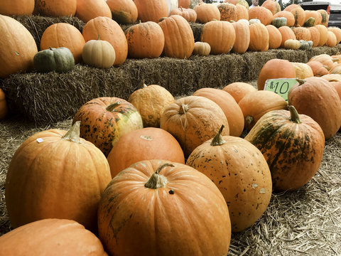 Halloween and Thanksgiving Pumpkins Autumn season, many bright orange at the Farmers Market.