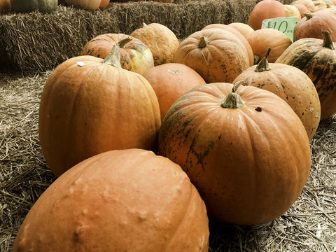 Halloween and Thanksgiving Pumpkins Autumn season, many bright orange at the Farmers Market.