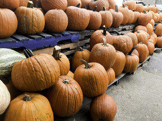 Halloween and Thanksgiving Pumpkins Autumn season, many bright orange at the Farmers Market.