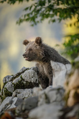 Obraz na płótnie Canvas Eurasian brown bear cub