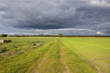 autumn woodland and farm track