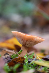 Colorful mushrooms in the forest in autumn after a rainy morning