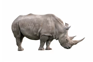Photo sur Plexiglas Rhinocéros Rhinocéros blanc ceratotherium simum isolé sur fond blanc