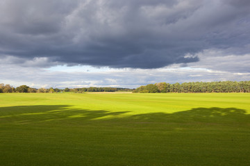 autumn woodland and turf