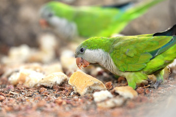 Obraz premium parrots eating bread