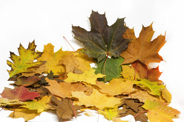 Naklejka na ściany i meble Maple and oak leaves on white background.