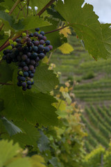 a bunch of dark grapes on a vine