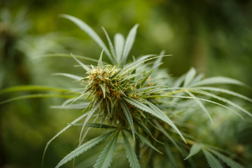 Cannabis or marihuana or marijuana plants grow.