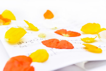 Autumn leaves on white paper.