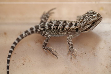 bearded dragon