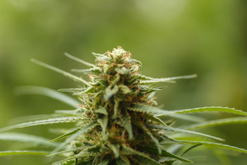 Detail of cannabis cola with visible hairs and leaves on late flowering stage