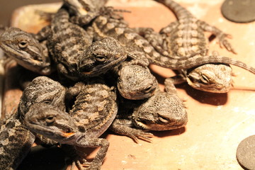 bearded dragon