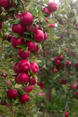 Ripe apples on the branches of a tree in the garden. Selective focus.