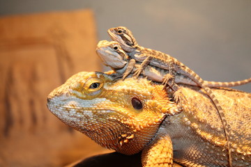 bearded dragon