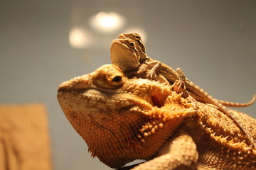 bearded dragon