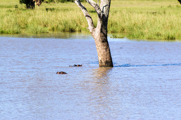 The Hippo in the lake, hiding from the warm African sun. Kruger National Park, South Africa.