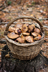 Forest mushrooms Forest mushrooms in the basket.
