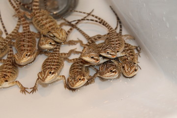 bearded dragon