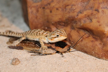 bearded dragon